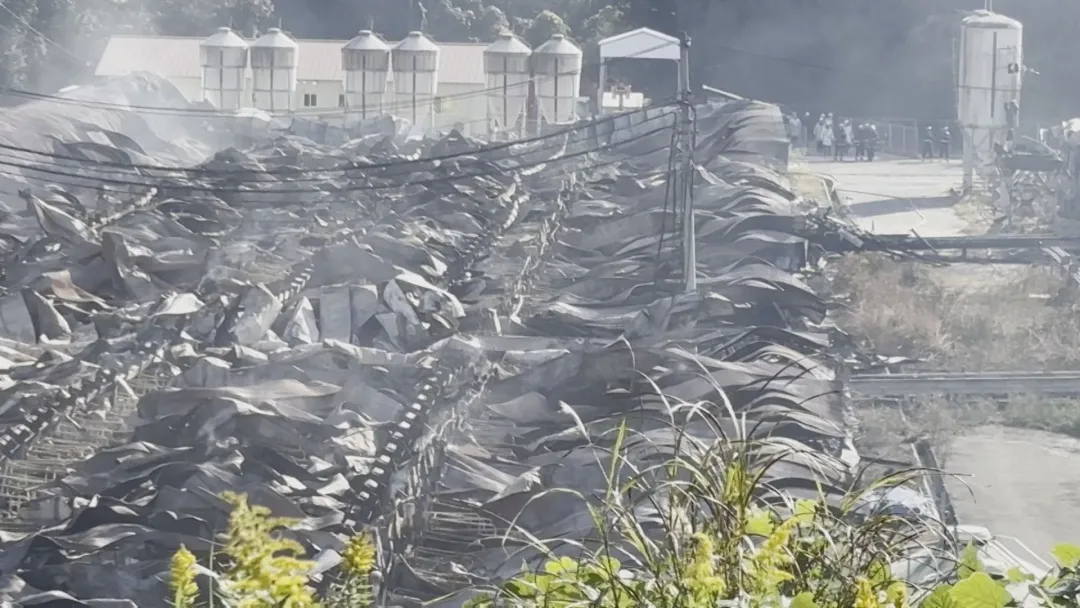 日本养猪场突发大火，5700头猪被烧死！网友：满屏都是烧烤味...