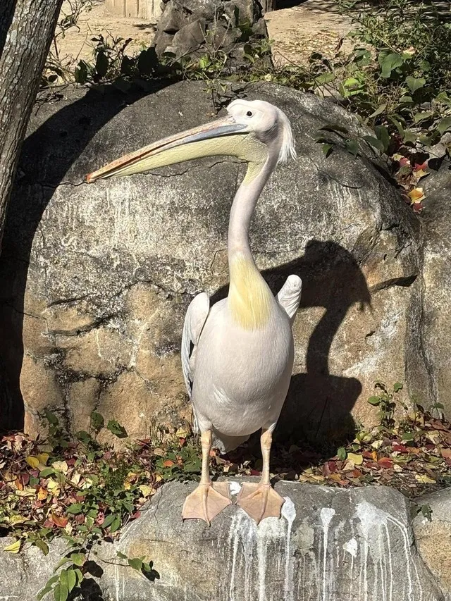 饲养20年的鹈鹕迎惊人真相